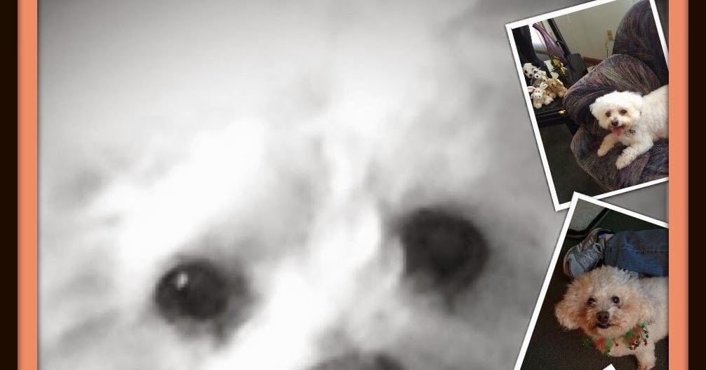 Fresh start bichonpawz: Thoughts for a Fresh Start in the New Year!!