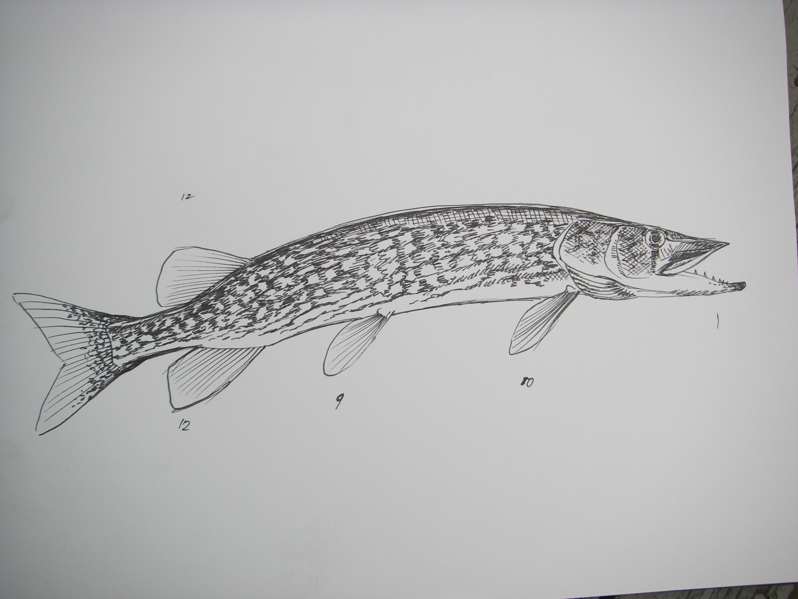 CHARLES WEISS ART Chain Pickerel fishing in Nova Scotia