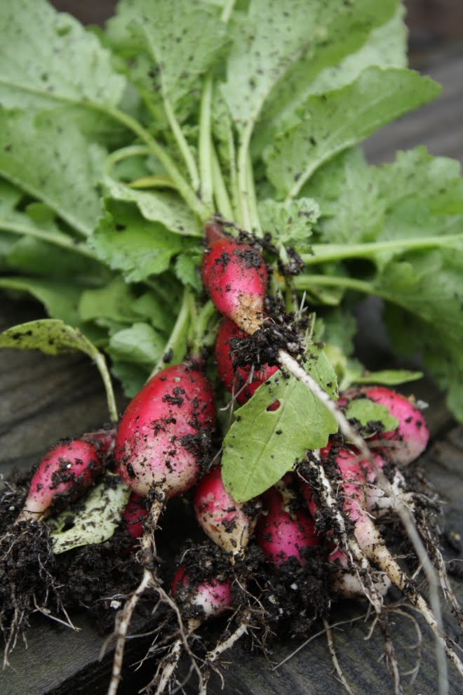 Power to the Bauer Radishes