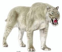 sumatran lion