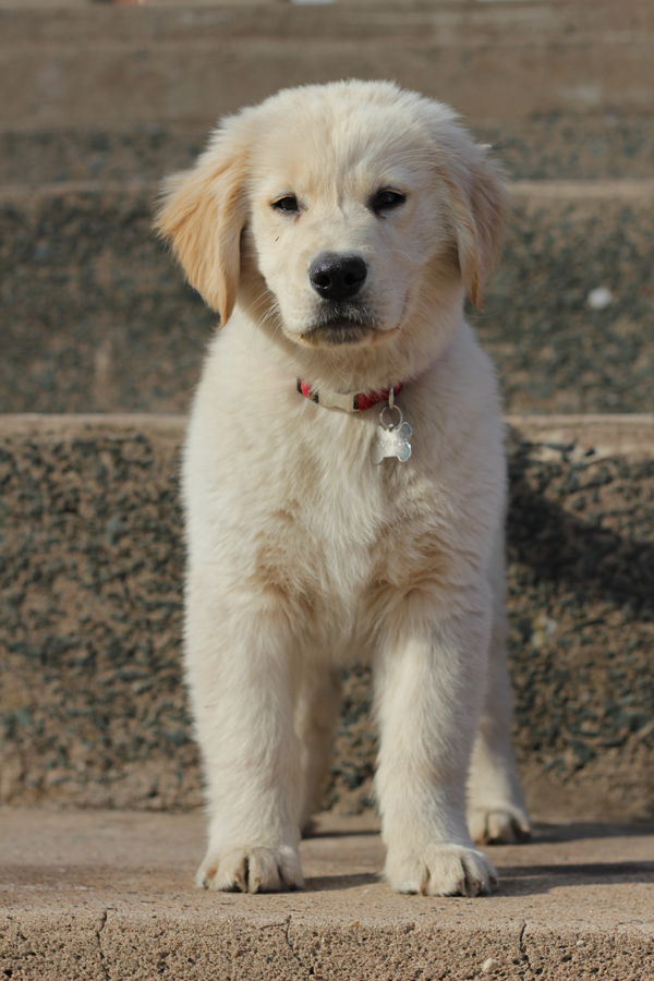golden retriever res golden retrievers on golden retriever puppies golden puppy and charles golden retriever res golden retrievers on golden retriever puppies golden puppy and charles
