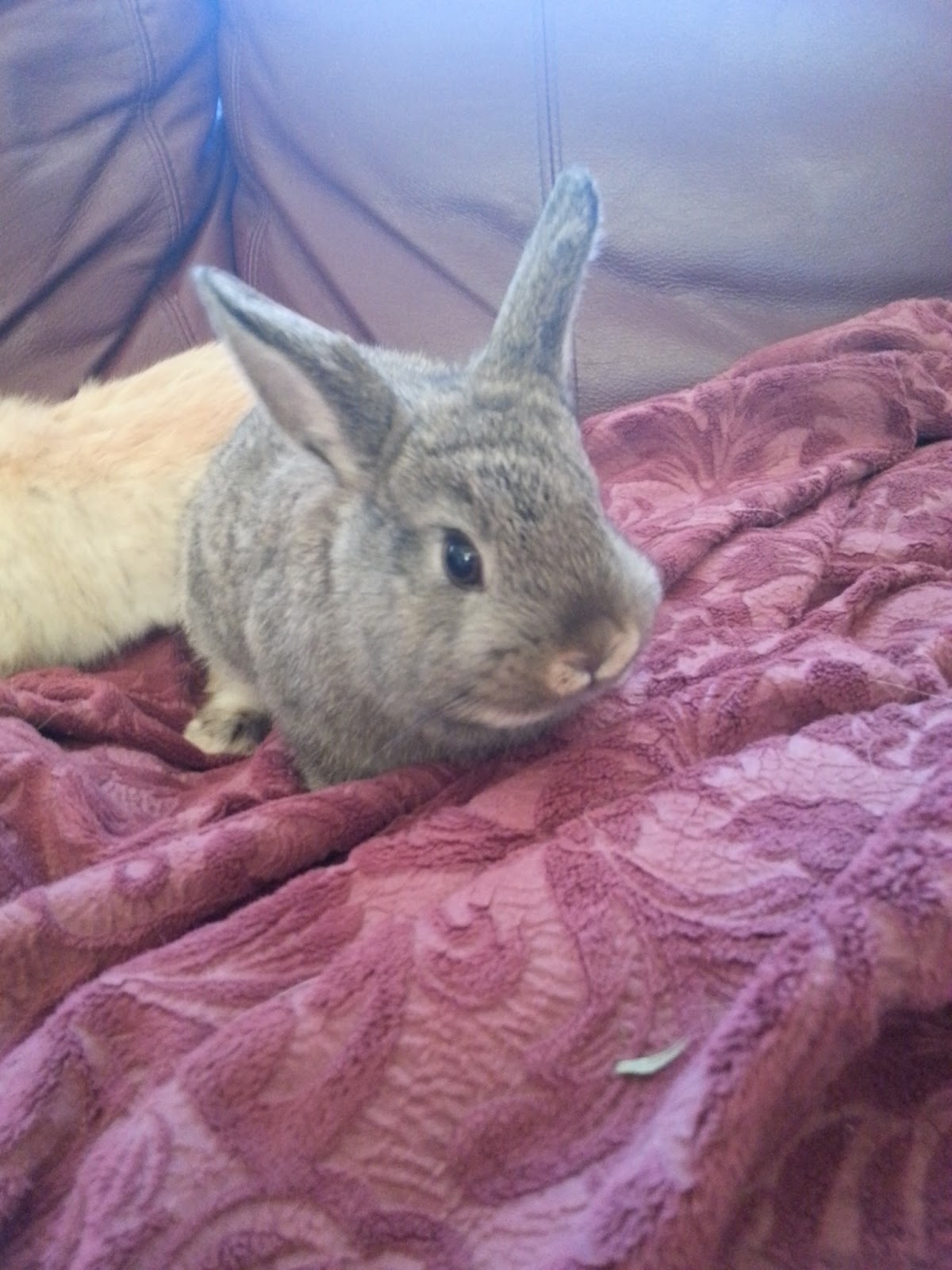 Bunnies For Sale Two Adorable Male Bunnies