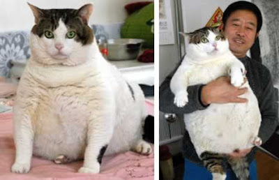 fat-cat1.jpg