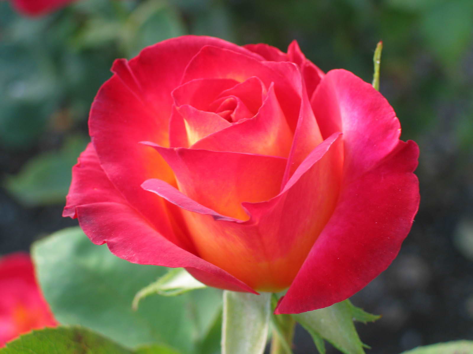 Tarım Siteniz Gül Çeşitleri(Rose Types)
