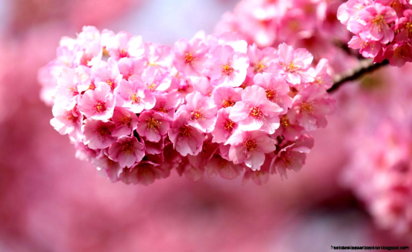 Twig Flower Pink Hd Wallpaper Best Desktop Wallpapers Twig Flower Pink Hd Wallpaper Best Desktop Wallpapers