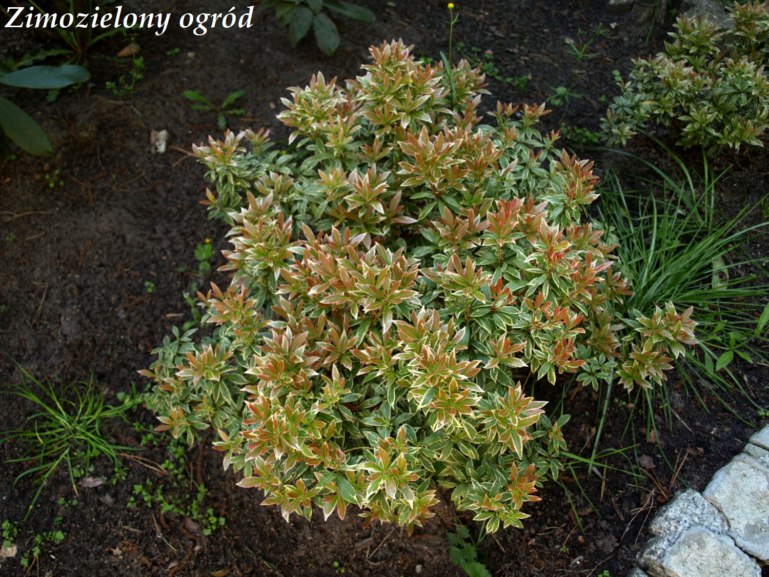 Zimozielony Ogrod Maja 2012