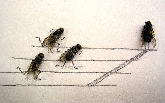 foto unik lalat