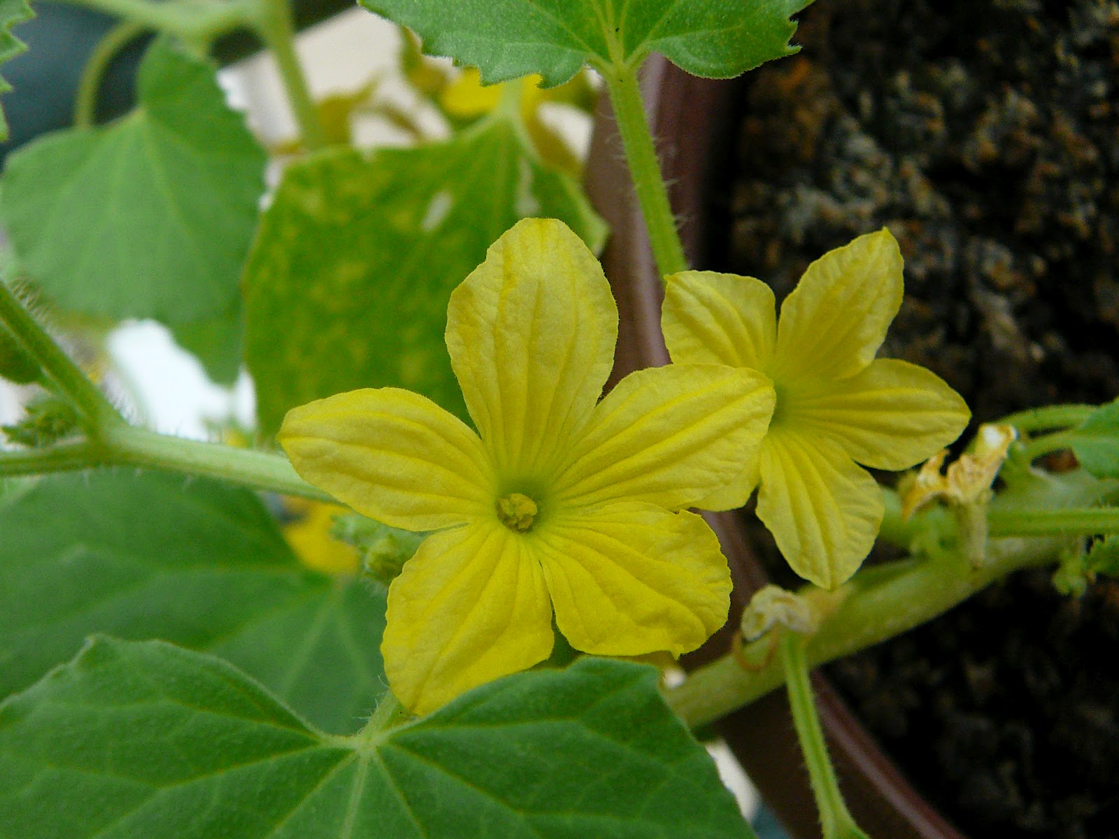 My Apartment Garden Armenian Cucumber
