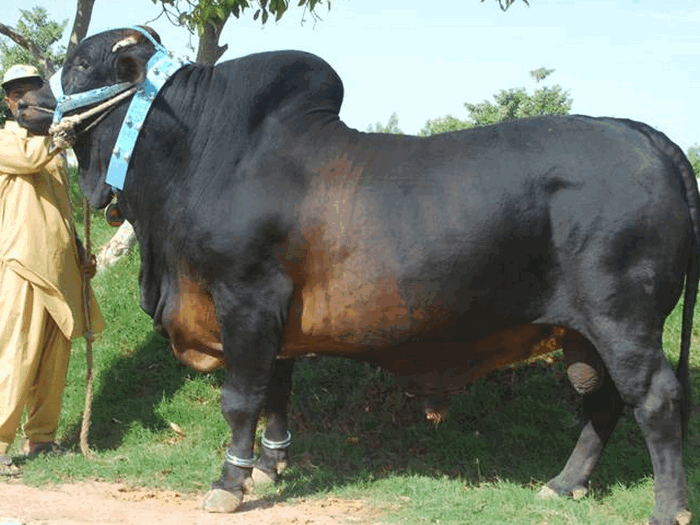 All 4u HD Wallpaper Free Download : Bakra Eid Cow Qurbani Wallpapers