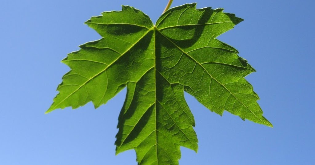 FORESTRY LEARNING SPECIALIZED LEAVES