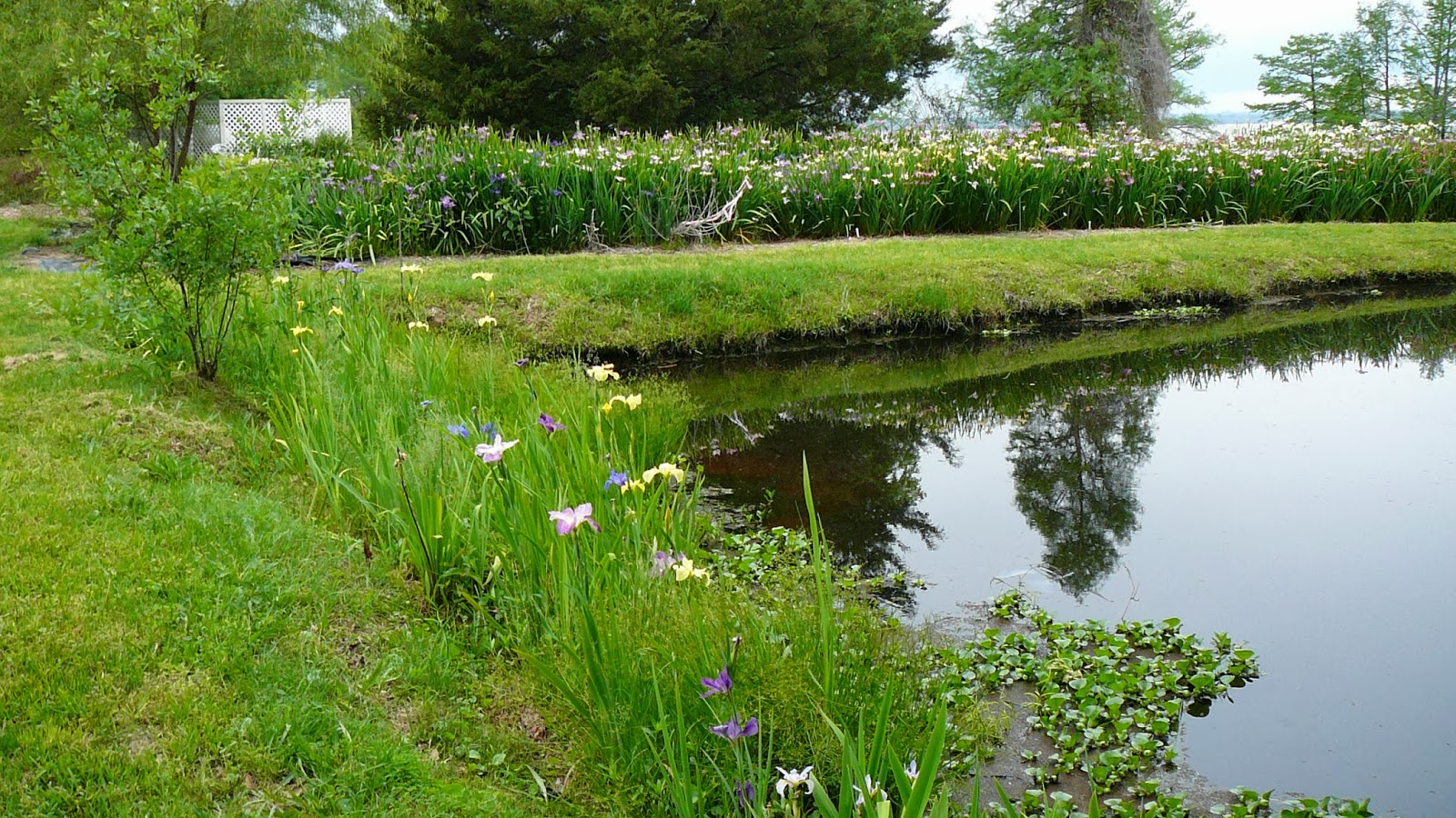 World of Irises Louisiana Irises Create many Buena Vistas