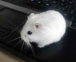 Roditori Mania Specie Del Criceto