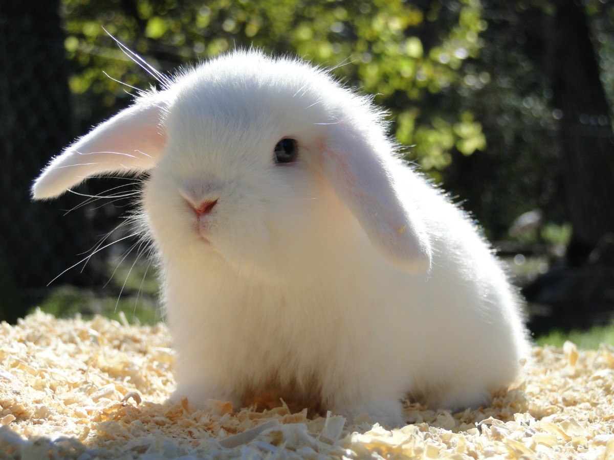 Pet's Life Crianza de conejos