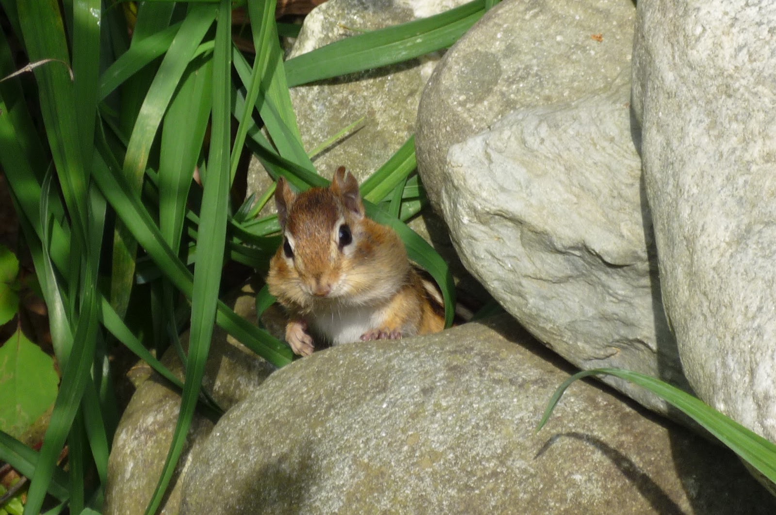 Chipmunks pick up their trash! South Burlington, Vermont Photos and
