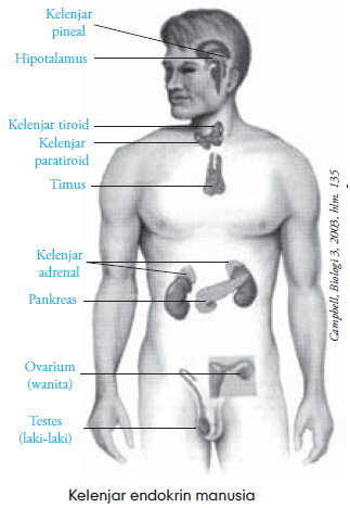 Fungsi Hormon Macam Macam Kelenjar Endokrin