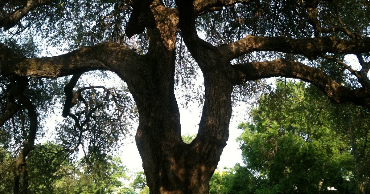 the Amazing Trees of Fort Worth, TX Trader's Oak, Samuals Ave "Live