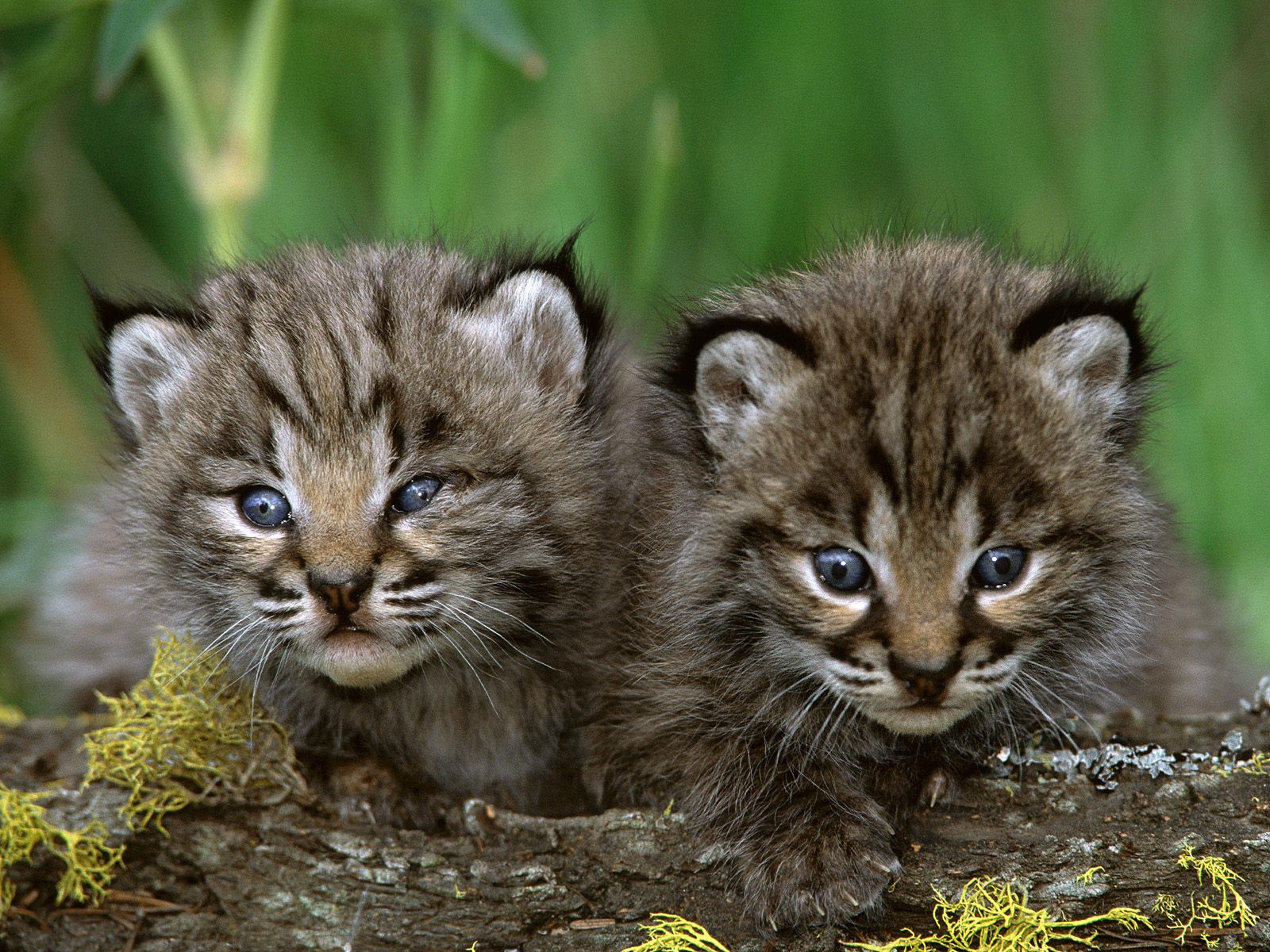 Animal Unique Bobcat