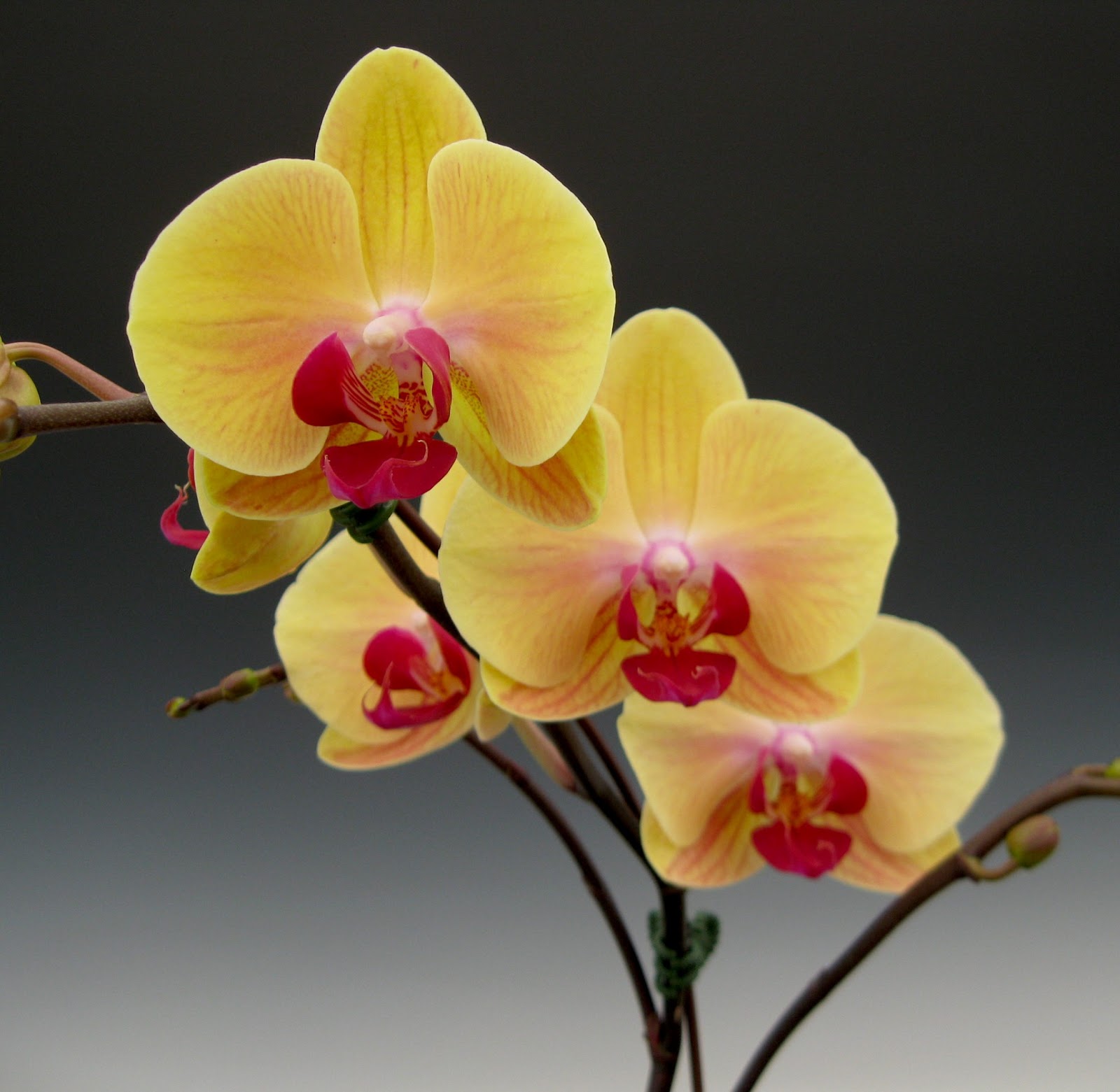 Mother's Day Orchid Flowers Orchidaceous! Orchid Blog