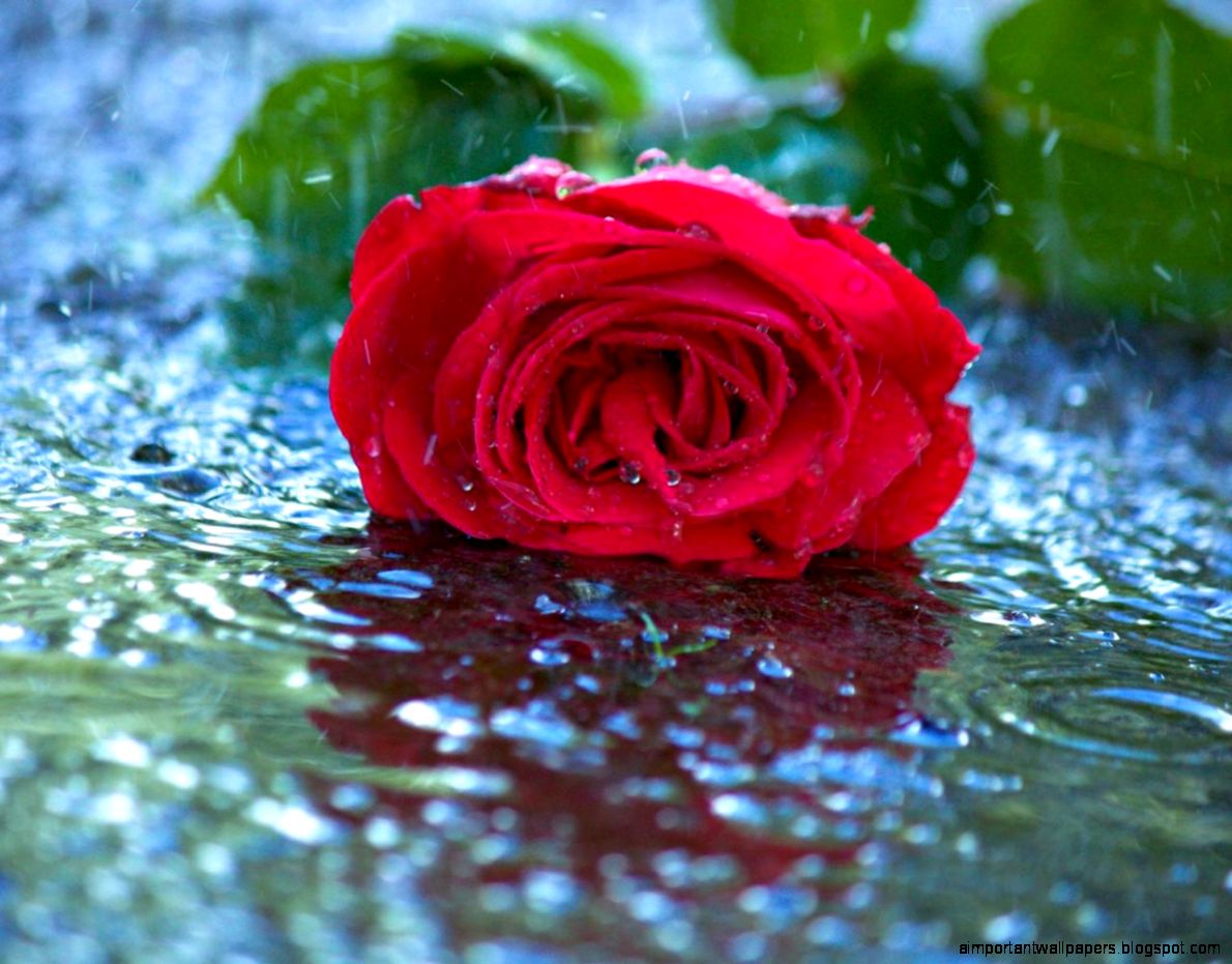 In the rain hd wallpaper 54697 HD Wallpapers Nature HQ In the rain hd wallpaper 54697 HD Wallpapers Nature HQ