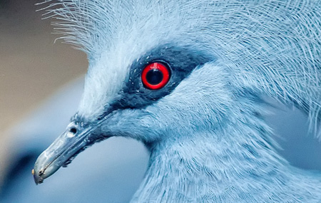 Crowned_Pigeon_eyes.jpg