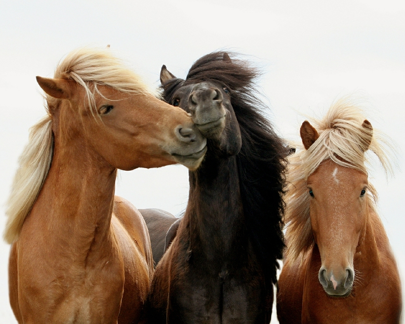 All Wallpapers: Animals Love HD New Wallpapers 2013
