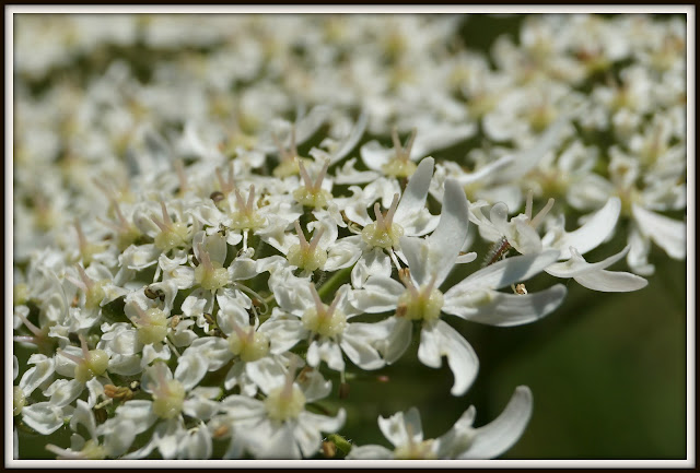 close up, flower,white
