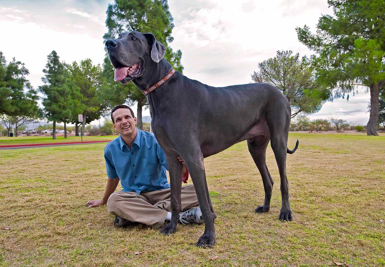 世界上最大的10种狗狗，有长得跟熊一样壮的，有比马还高的_体重