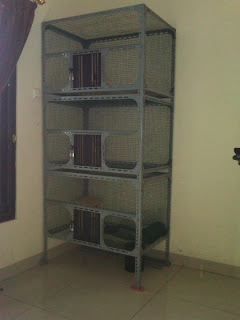 Komunitas Lovebird Indonesia Facebook Komunitas Lovebird Indonesia Facebook