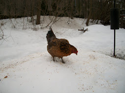 Hazel Snacking