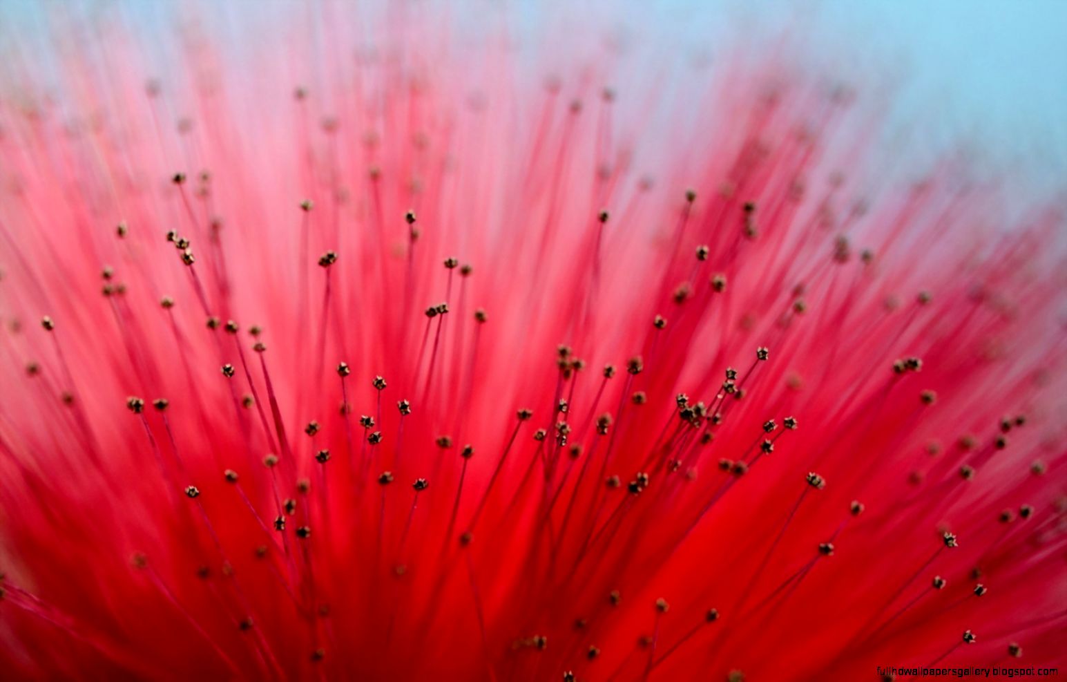 Macro Cherry HD 1080p Wallpapers Download Pankaj Gurjar Macro Cherry HD 1080p Wallpapers Download Pankaj Gurjar