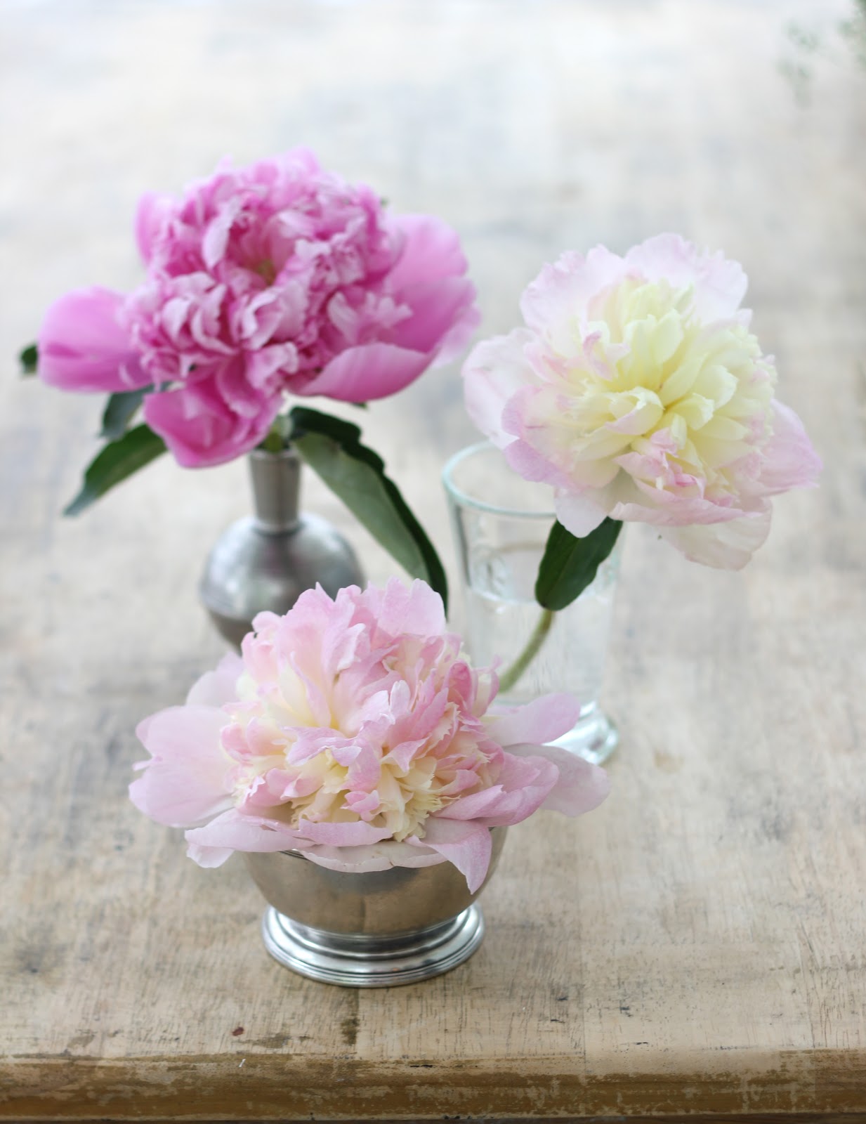 jenny steffens hobick peonies 3 ways to display individual blooms around your house