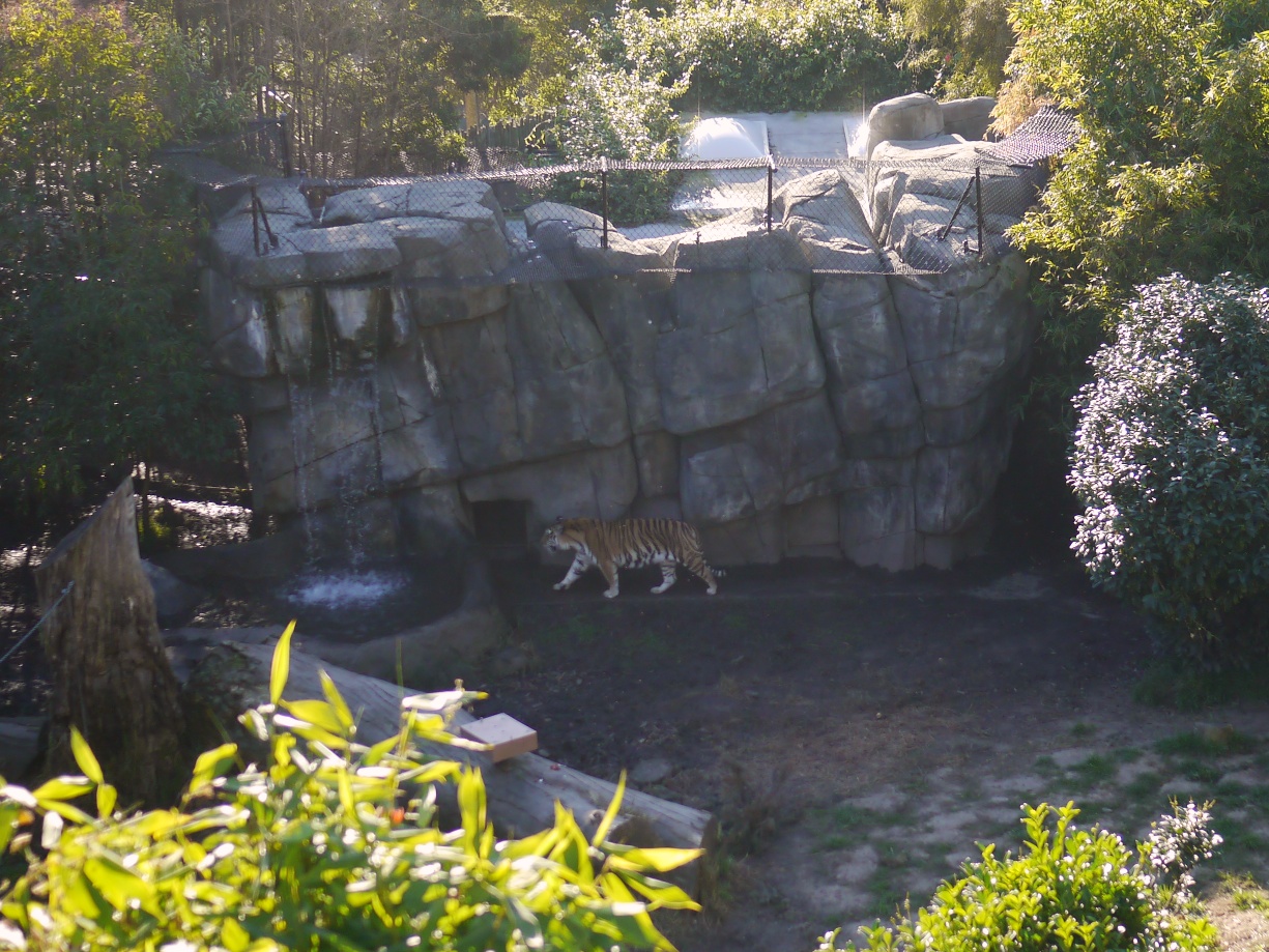 Hello down there tiger