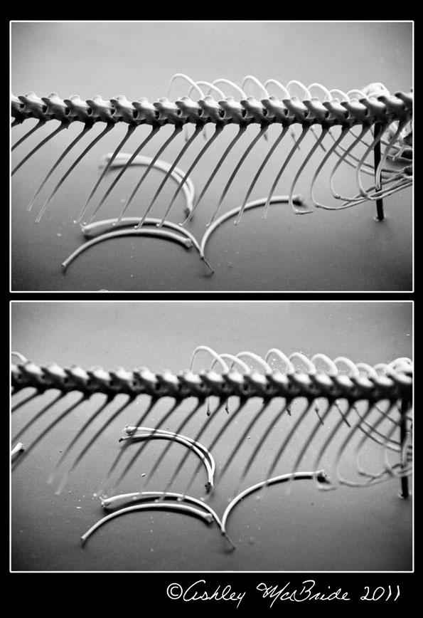 Lizard Spine