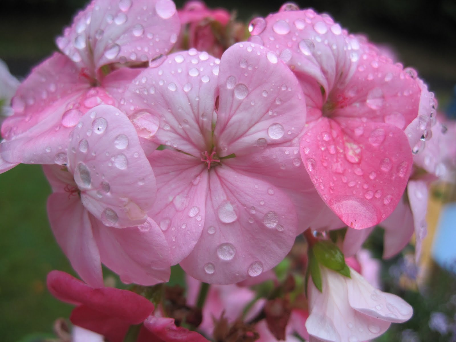 Pieceful Afternoon Flowers In The Rain