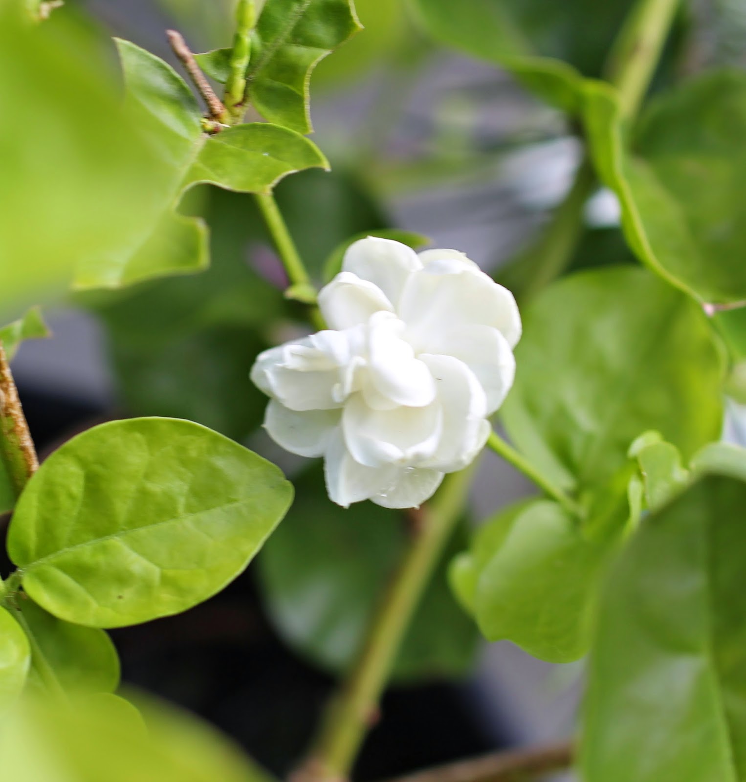 Florez Nursery Jasminum sambac 'Grand Duke of Tuscany'