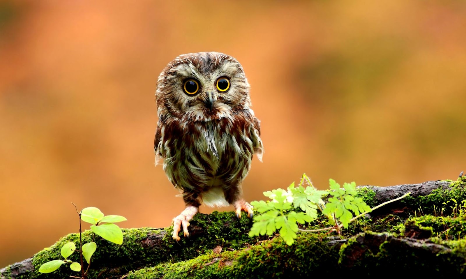 Pineapple Owl Pineapple Owl