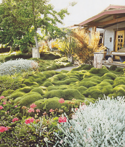 korean velvet grass thinking