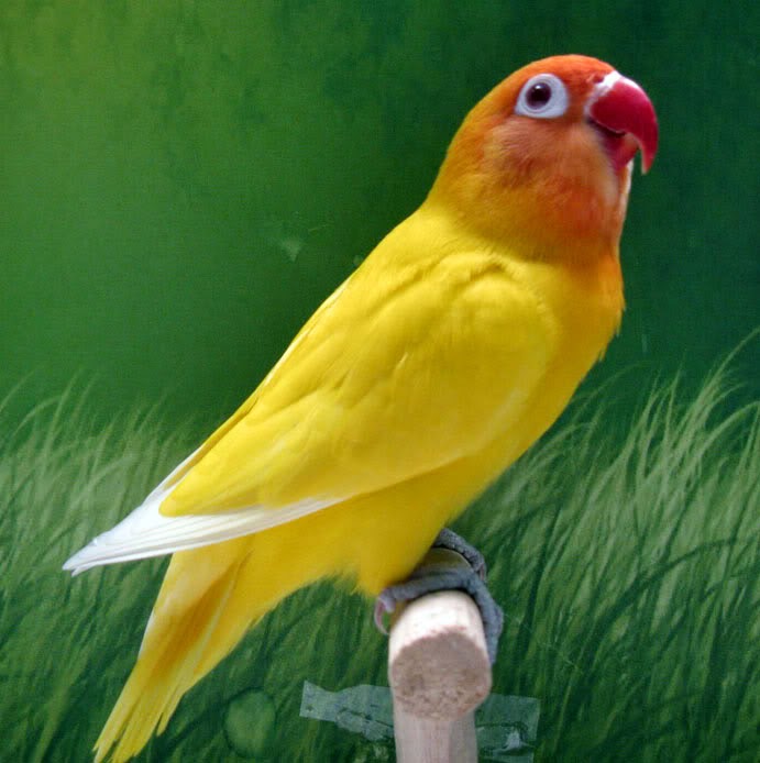 Foto Burung Lovebird Pastel Jantan