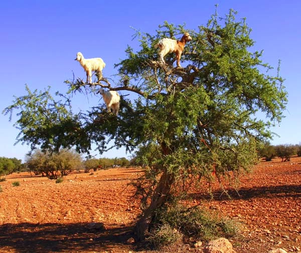 The oil is quite popular in Morocco. - Imagine Driving Down The Road And Seeing THIS In The Trees. Seriously, This Is Crazy. The oil is quite popular in Morocco. - Imagine Driving Down The Road And Seeing THIS In The Trees. Seriously, This Is Crazy.