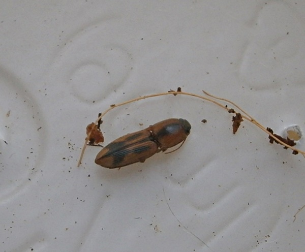 Aeolus%25231.JPG