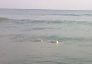 kure beach shark