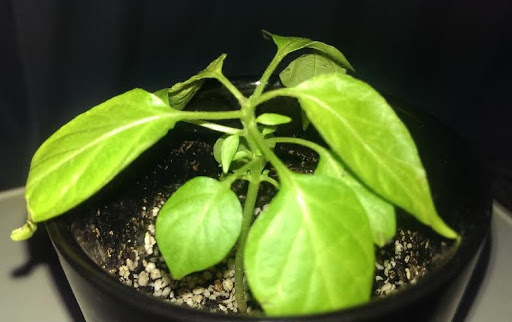 20150120-habanero04.jpg