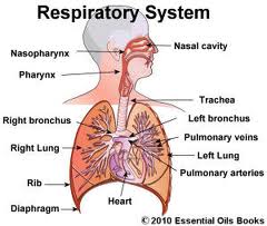 nocturnal asthma left lung mucous nocturnal asthma left lung mucous