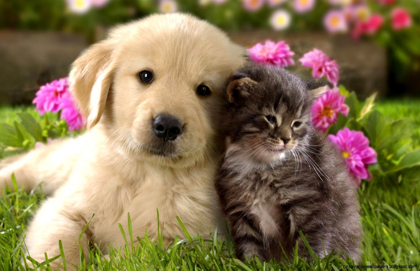Download Animal Cute Cat And Dog Cuddling Cats Dogs Wallpaper Download Animal Cute Cat And Dog Cuddling Cats Dogs Wallpaper