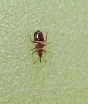 bug eric little bugs with a big bite minute pirate bugs minute pirate bug bite