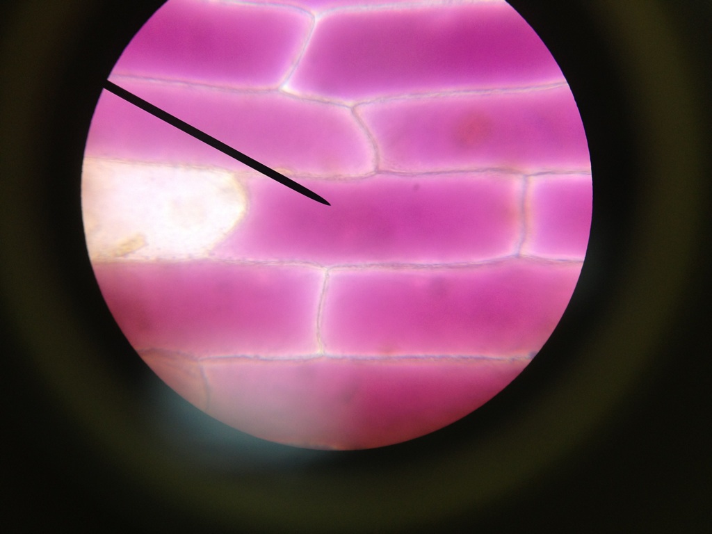 onion cells 400x