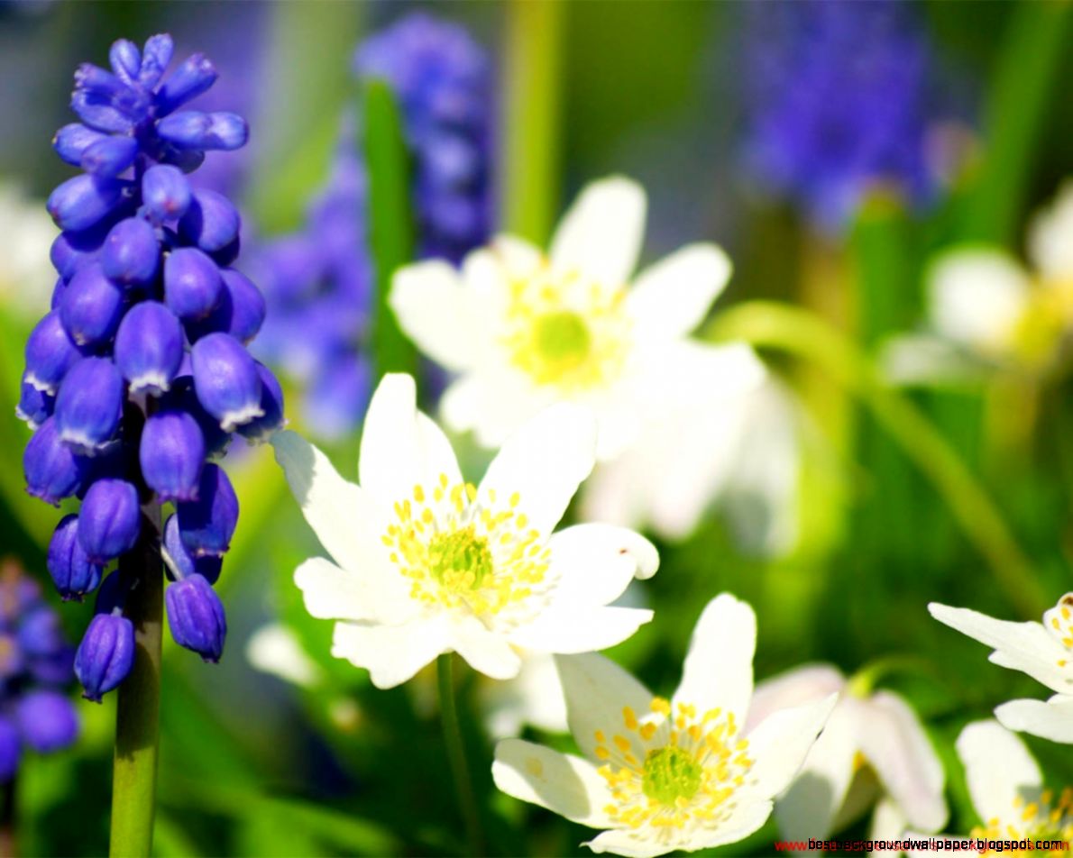 Free Screensavers and Wallpaper Spring Flowers Free Screensavers and Wallpaper Spring Flowers