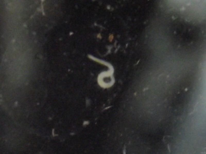 KASTOR48252 Freshwater Detritus Worms