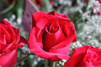 A Valentine Rose
