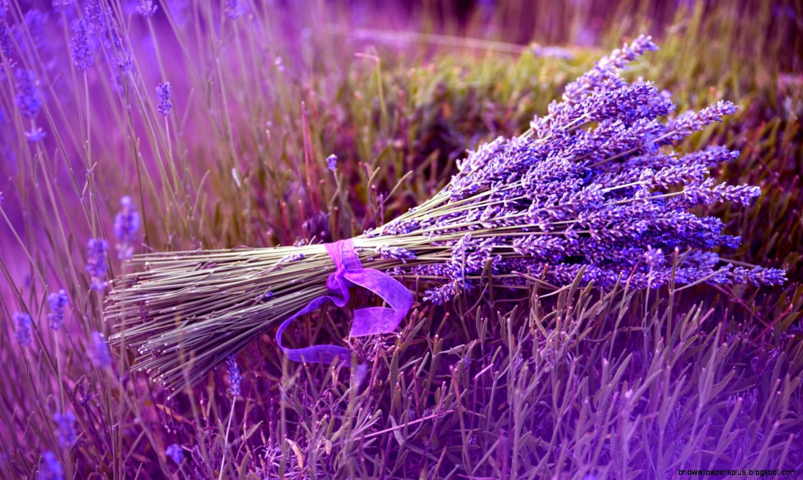 Lavender Wallpaper 6846383 Lavender Wallpaper 6846383